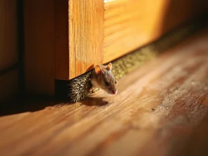 Bruine muis wordt tegengehouden door borstelstrip onder deur, close-up van effectieve afdichting tegen ongedierte