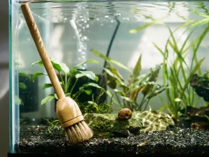 Aquariumslak nadert schoonmaakborstel in helder aquarium met waterplanten en natuurlijke verlichting