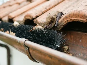 Een vleermuis kijkt naar beneden naar een zwarte borstelborstel in een dakgoot, geïnstalleerd als barrière op een pannendak