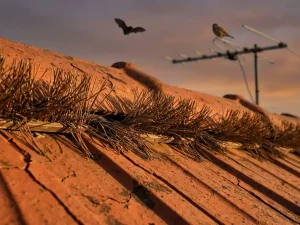 Beschermende borstels op verweerde dakpannen met vogel op antenne, gouden avondlicht werpt schaduwen over terracotta tegels