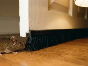 Zwarte borstelstrip afdichting onder witte deur blokkeert bruine muis op hardhouten vloer