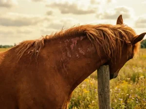Kastanjebruin paard krabt nek tegen hek in zonnige wei, zichtbare huidirritatie en kale plekken in manen