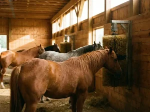 Paarden gebruiken geautomatiseerde borstels aan stalwanden in warme houten stal met natuurlijk zonlicht door ramen