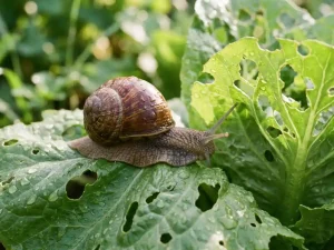 Tuinslak met glanzende bruine schelp kruipt over beschadigde slabladeren met bijt gaten en dauwdruppels in ochtendlicht