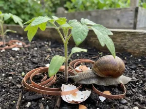 Jonge tomatenplant met tere groene bladeren in donkere aarde, tuinslak nadert plantenbasis, koperen strips als barrière