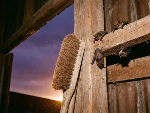 Grote borstelborstel bij schuuringang houdt vleermuizen op afstand, warme schemering door open deur zichtbaar