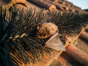 Kleine bruine vleermuis gevangen tussen synthetische borstelharen van dakrandbeveiliging bij schemering