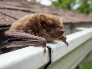 Kleine bruine vleermuis die door smalle opening in witte dakgoot kruipt, close-up met zichtbare vacht en vleugels