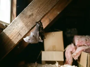 Vleermuis hangt ondersteboven aan houten dakbalk in zolder met opbergdozen en isolatie op achtergrond
