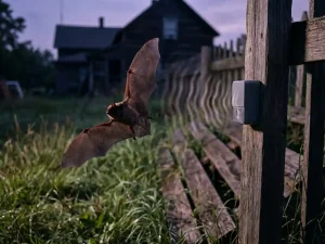 Vleermuis in vlucht wijkt terug voor ultrasone afweerapparaat op houten hekpaal in achtertuin bij schemering