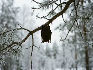 Vleermuis hangt ondersteboven aan berijpte tak in winterse bossetting met sneeuw en ijskristallen op achtergrond