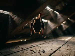 Vleermuis hangt ondersteboven aan houten dakbalk in stoffige zolder met natuurlijk licht door kieren