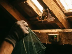Vleermuis hangt ondersteboven aan houten dakbalk in zolder, met ultrasone afweerder en humane uitsluitingsnet