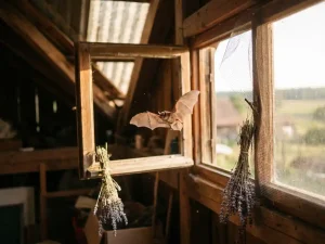 Kleine bruine vleermuis vliegt rustig weg uit zolderraam met lavendel en gaas als natuurlijke afwering in gouden licht