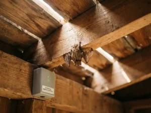 Vleermuis hangt rustig aan houten dakbalk met ultrasone afweerapparaat op muur, zonlicht filtert door latten