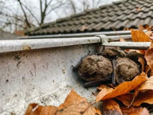 Kleine vleermuizen rustend in verweerde dakgoot met klauwsporen op aluminium oppervlak, herfstbladeren rondom opening