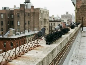 Duiven op stedelijk dak met traditionele metalen en moderne borstel-vogelverschrikkers op betonnen richel