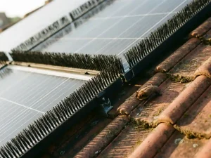 Donkergrijze zonnepanelen op dak met beschermende borstels en vleermuis op dakpannen in gouden avondlicht