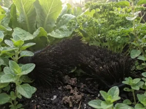 Zwarte slugpenselborstels gedeeltelijk verborgen tussen groene tuinbladeren met dauw, macro-opname vanaf grondniveau