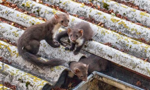 Steenmarter in de nacht actief onder je dak
