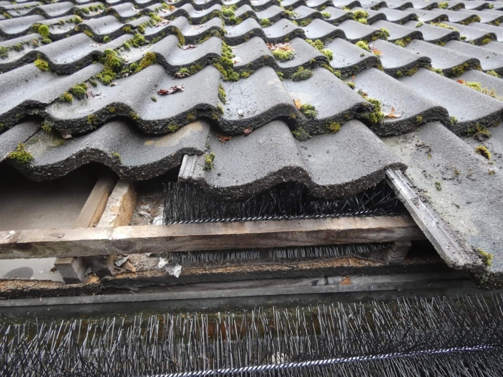 Dakgootborstel plaatsen tegen marters