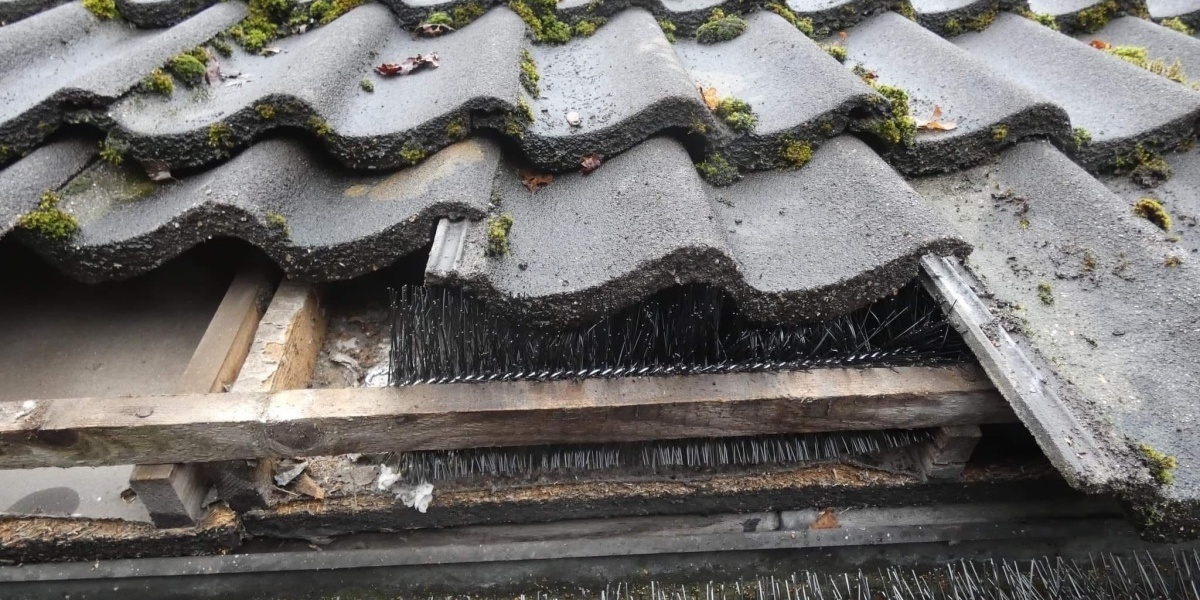 Hoe verjaag je een steenmarter onder dakpannen? Diervriendelijk Hoe verjaag je een steenmarter onder dakpannen? Diervriendelijk