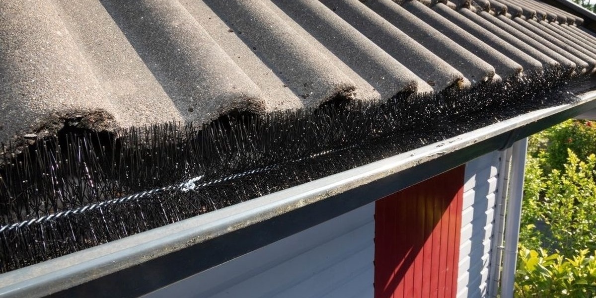 Hoe weer ik vogels onder de dakpannen?