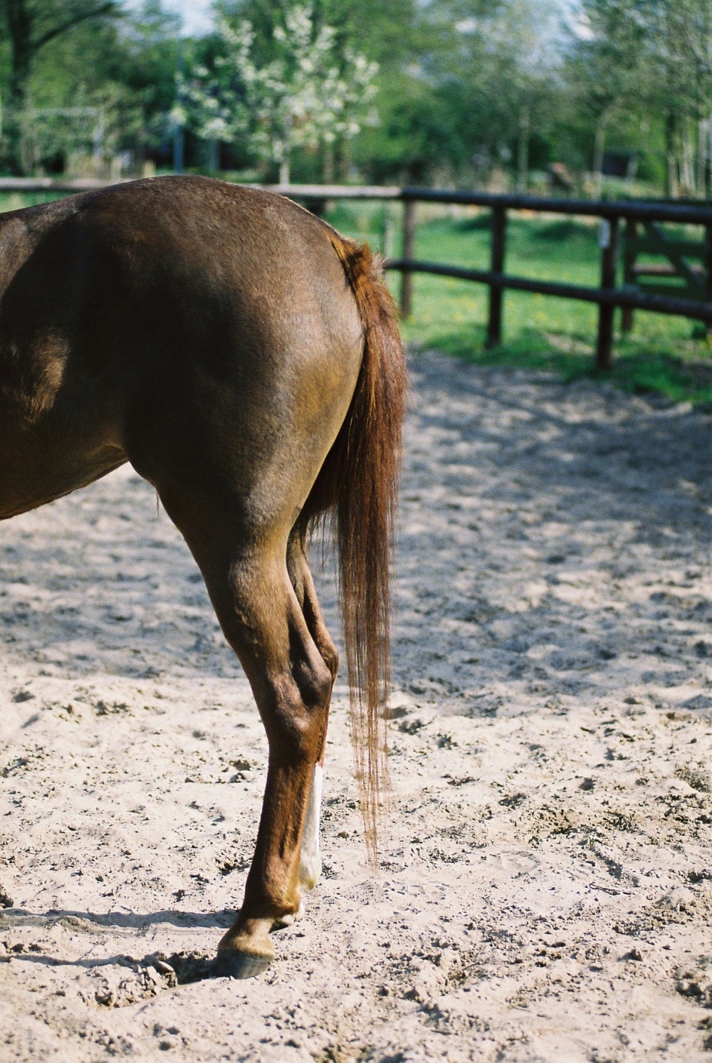 mair paardenborstelframe waarmee paarden en pony’s veilig kunnen schuren zonder beschadiging van huid, manen of staart. geschikt voor verschillende vachttypes