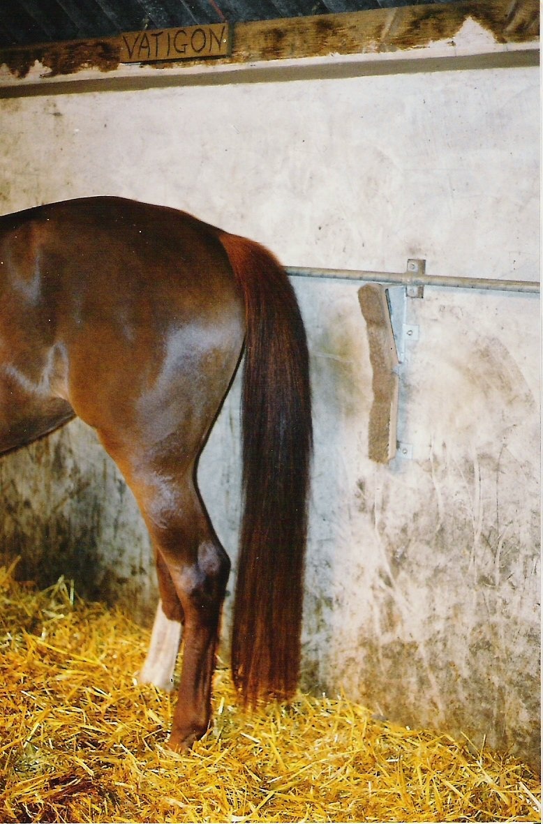 resultaat paardenborstel