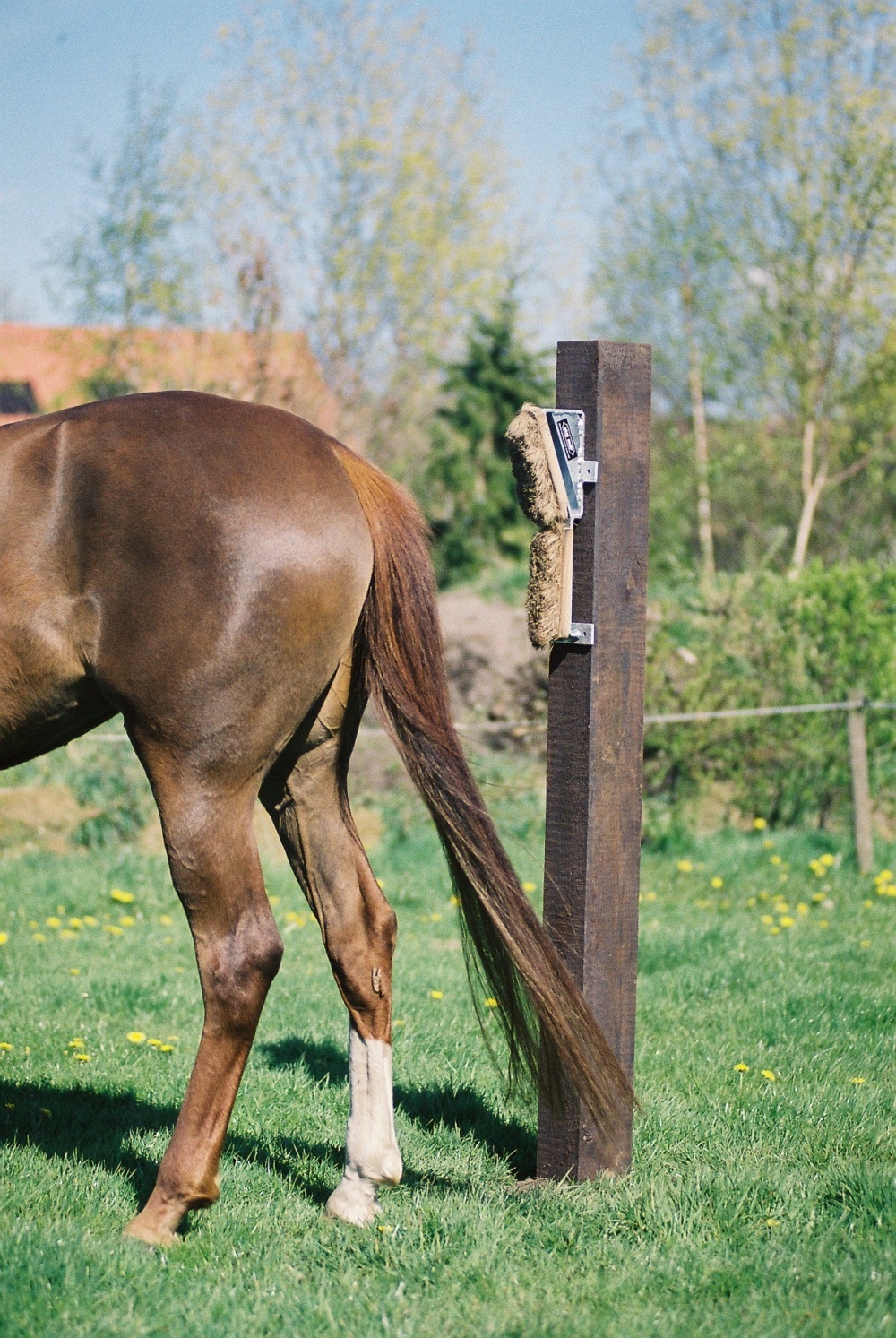 Borstelframe voor paarden