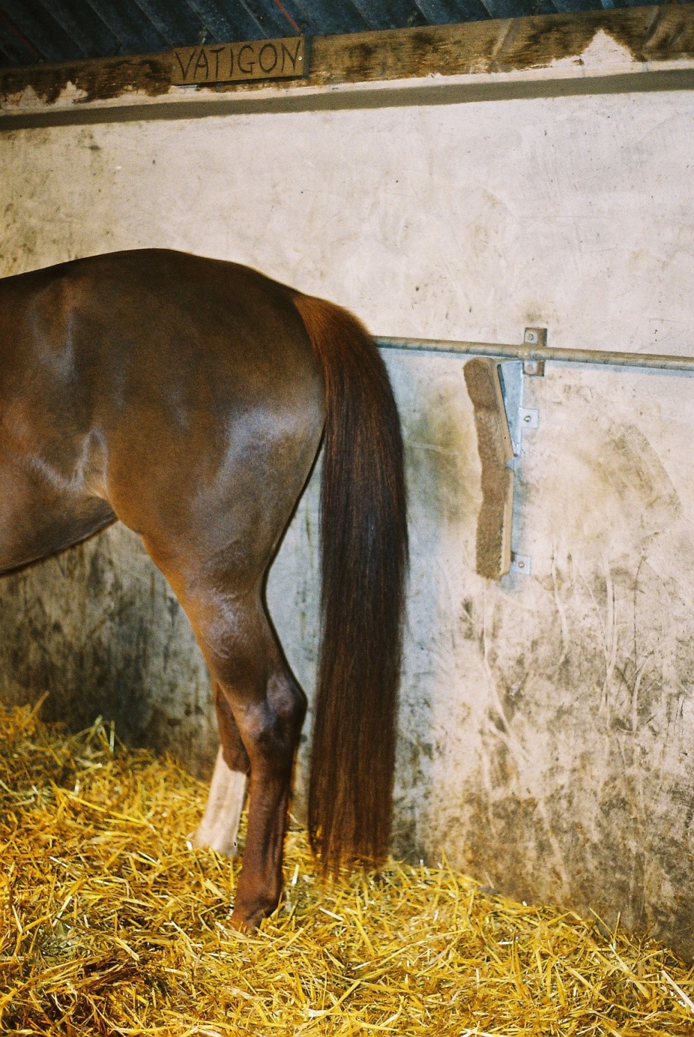 Mooie staart met paardenborstel